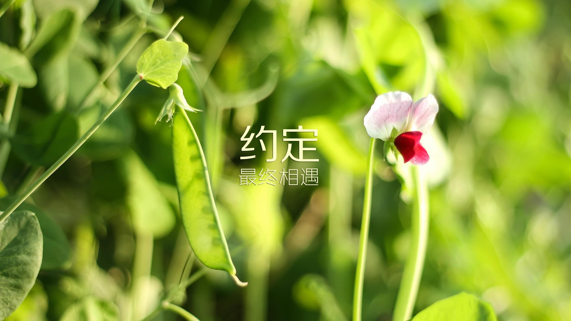 巴萨主场2-0战胜瓦伦西亚，提前夺得西甲冠军，巴萨2_8
